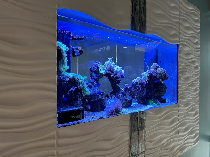 The glowing reef aquarium inside Prime IV Hydration & Wellness in Mesa, AZ